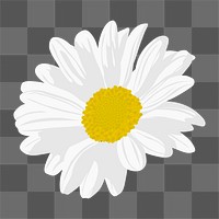 White daisy png sticker, aesthetic flower illustration on transparent background