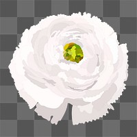 White ranunculus png sticker, spring flower illustration on transparent background