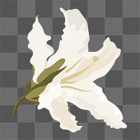 White lily png sticker, blooming flower illustration on transparent background