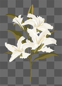 Aesthetic lily png sticker, white flower illustration on transparent background