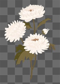 White aesthetic flower png sticker, chrysanthemum pastel illustration