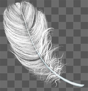 Feather PNG Images | Free Vectors, PNGs, Mockups & Backgrounds - rawpixel