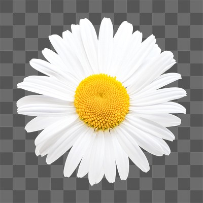 types of white daisy