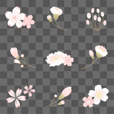 Png white sakura flower sticker element set