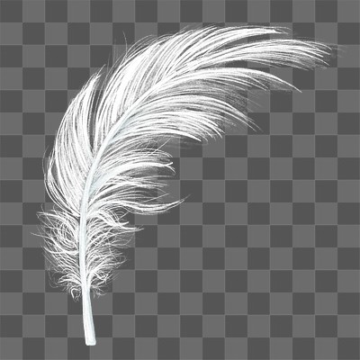 White Feather Images  Free Photos, PNG Stickers, Wallpapers & Backgrounds  - rawpixel