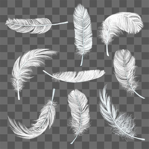 Feather PNG Images | Free Vectors, PNGs, Mockups & Backgrounds - rawpixel
