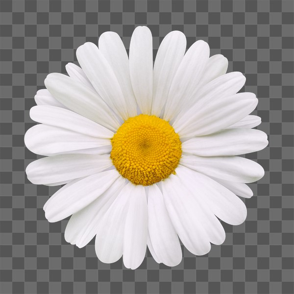 PNG white daisy, flower clipart, | Free PNG - rawpixel