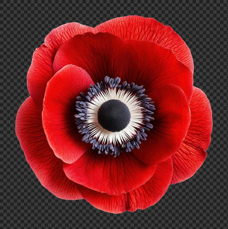 PNG Anemone flower anemone petals photography.