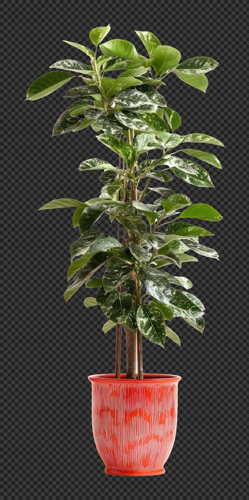 PNG Real tall houseplant leaves leaf pot.