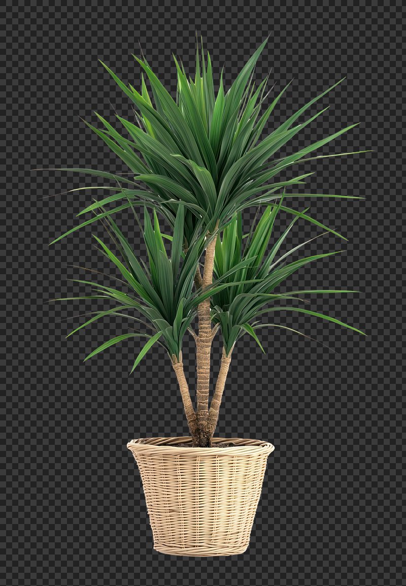 PNG Real potted tropical plant arecaceae vibrant foliage.