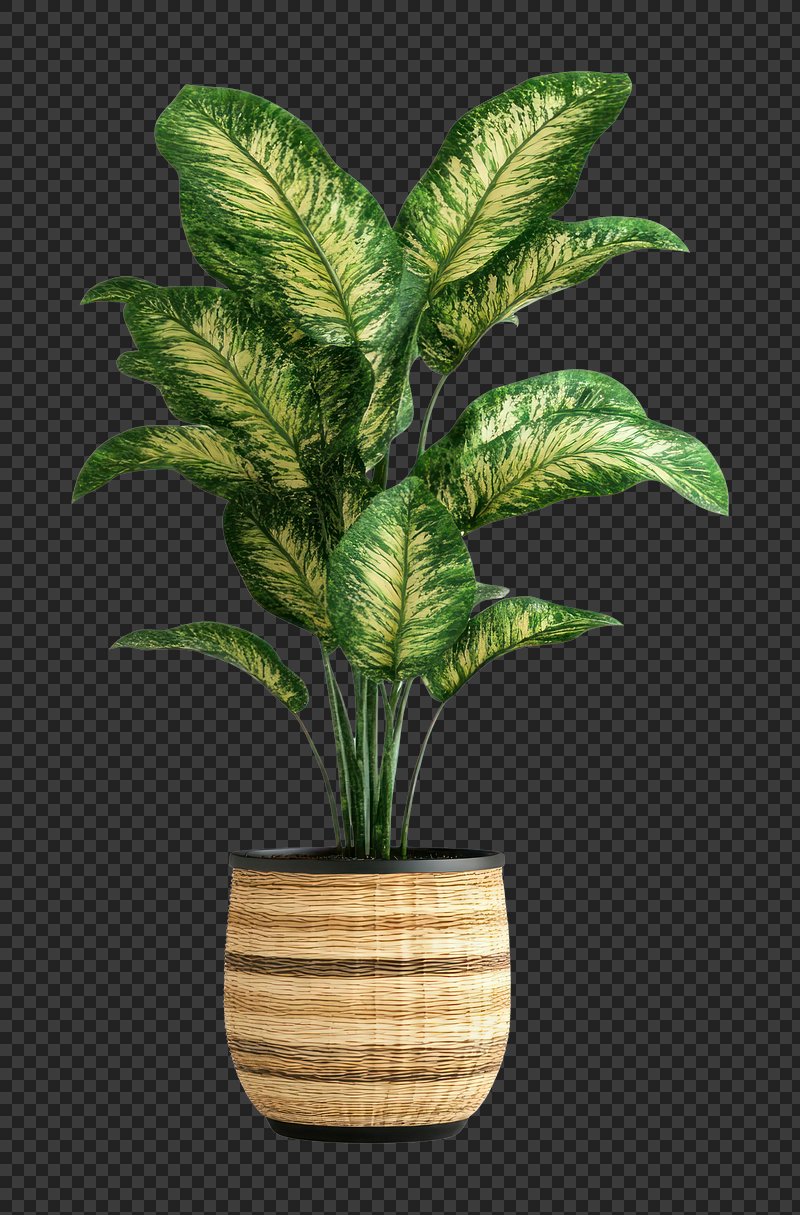 PNG Real potted dumb cane leaves plant leaf.