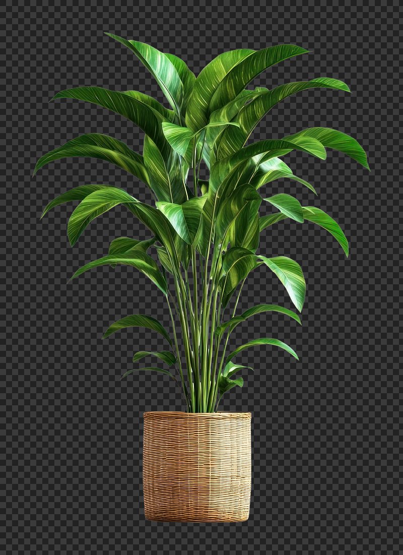 PNG Real tropical plant potted aesthetic planter pottery.