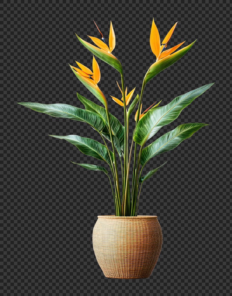 PNG Real tropical plant paradise leaves leaf.