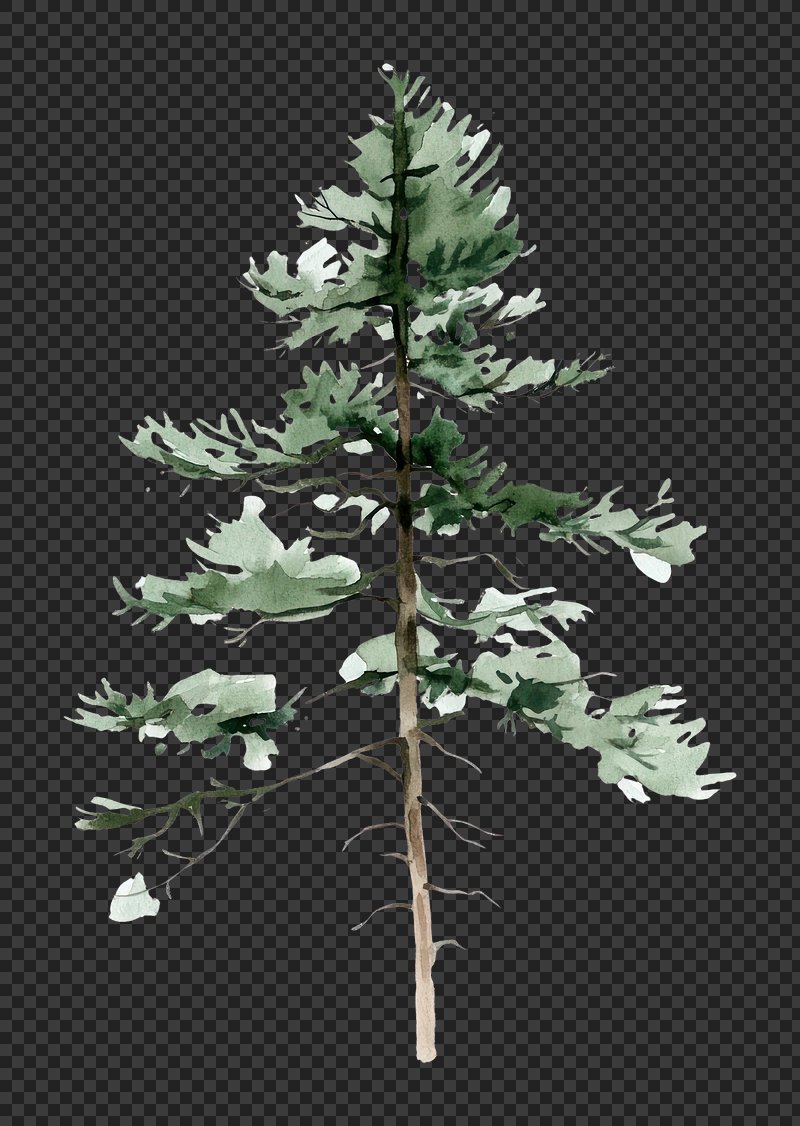 PNG Pine tree illustration watercolor art.