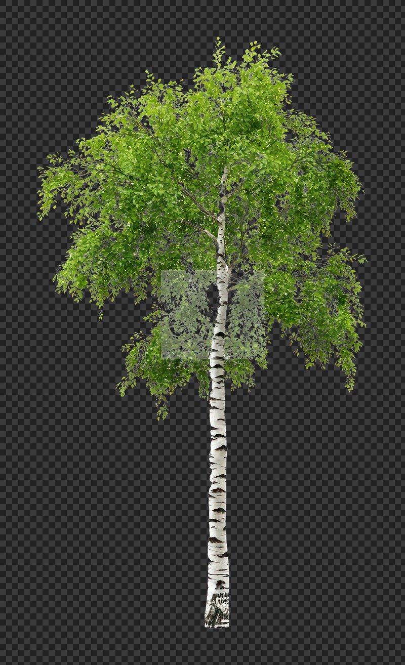 PNG Real tall birch tree background isolated green.