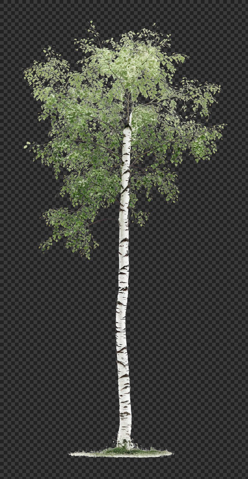 PNG Real tall birch tree green illustration botanical.