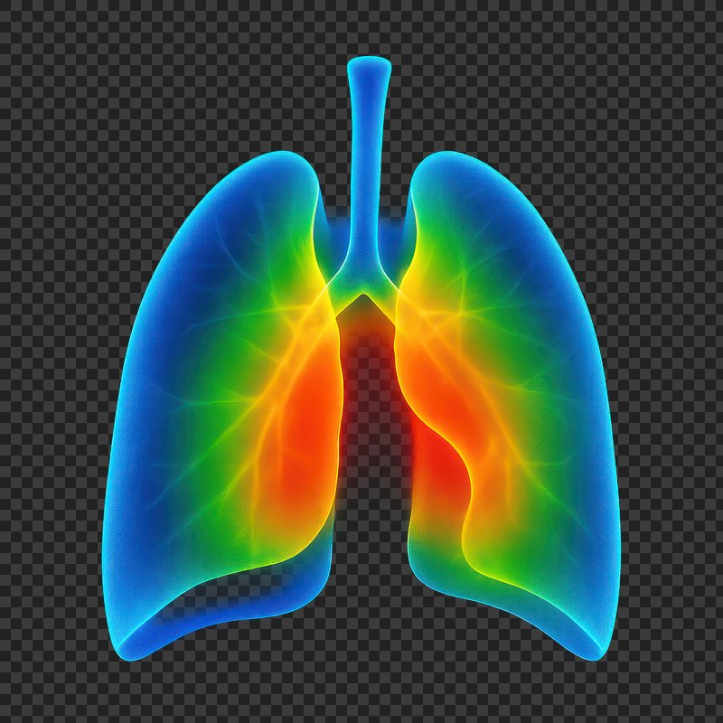 PNG Colorful anatomical lung illustration