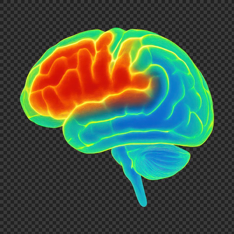 PNG Colorful brain anatomy illustration.