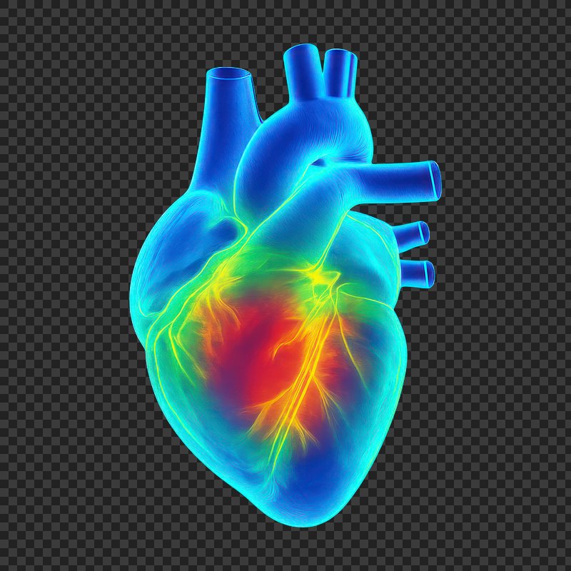 PNG Colorful anatomical heart illustration