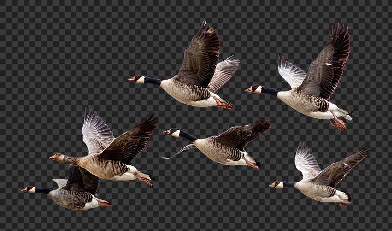 Bird Photos Wildlife Images | Free Photos, PNG Stickers, Wallpapers ...