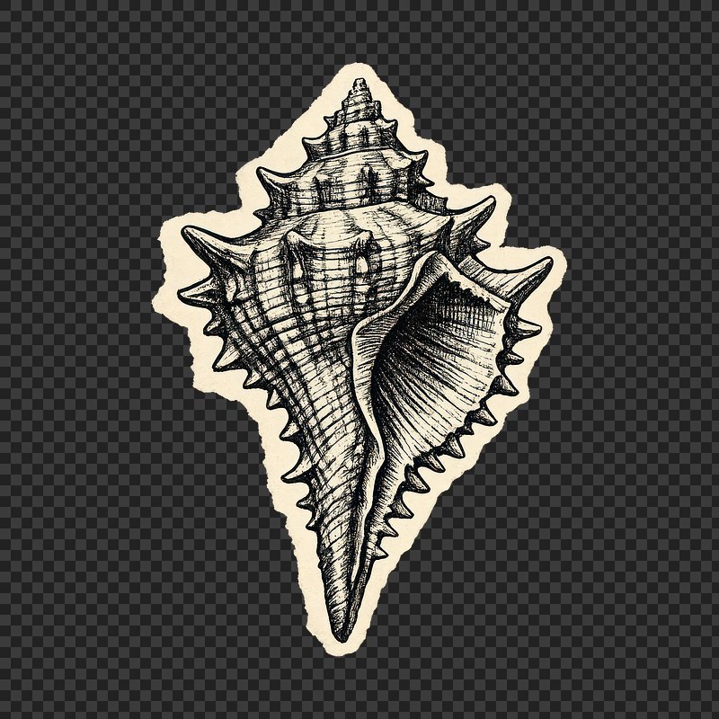 Shell+art Texture Transparent PNG Images | Free Photos, PNG Stickers ...