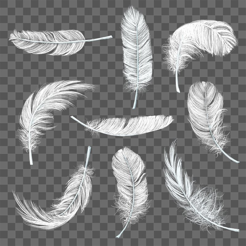 Premium Photo  Close up of black feathers for background or texture toned