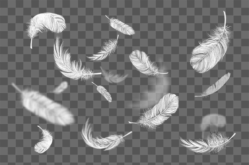 White Feather Images  Free Photos, PNG Stickers, Wallpapers & Backgrounds  - rawpixel