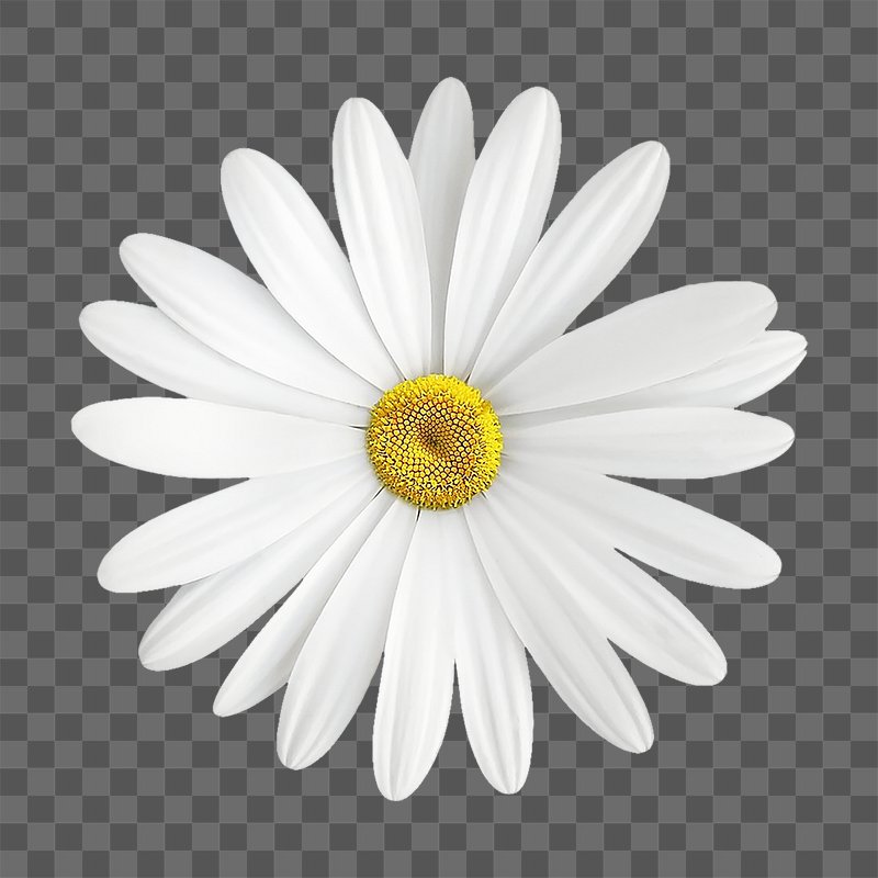 White Flowers Pack PNG/SVG/ Digital Download Only/transparent 