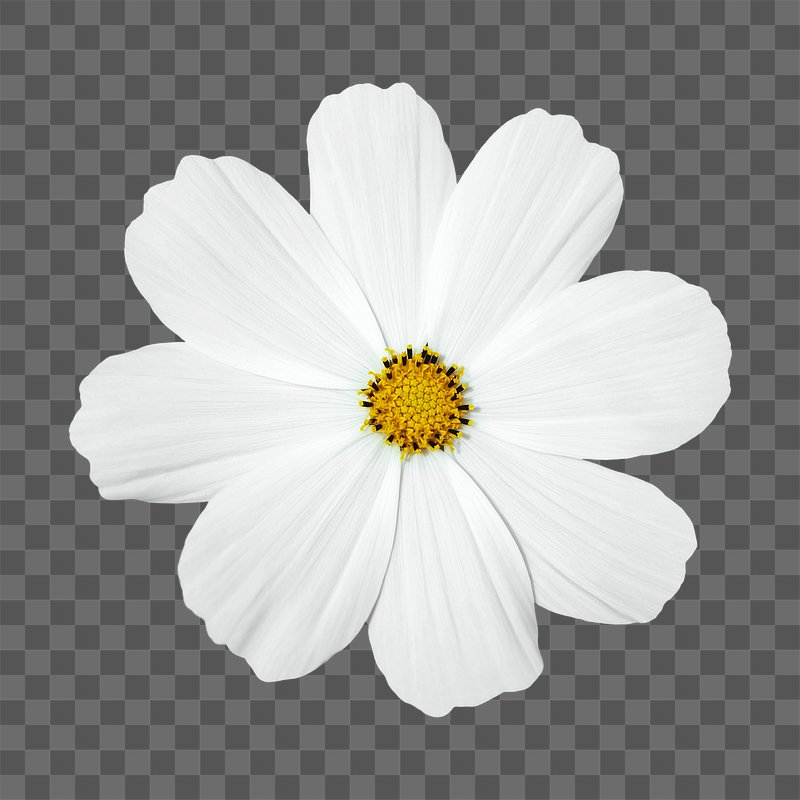 white flower white background