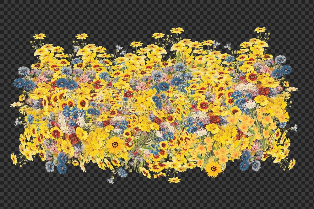Yellow wildflower png divider, colorful botanical illustration, editable design