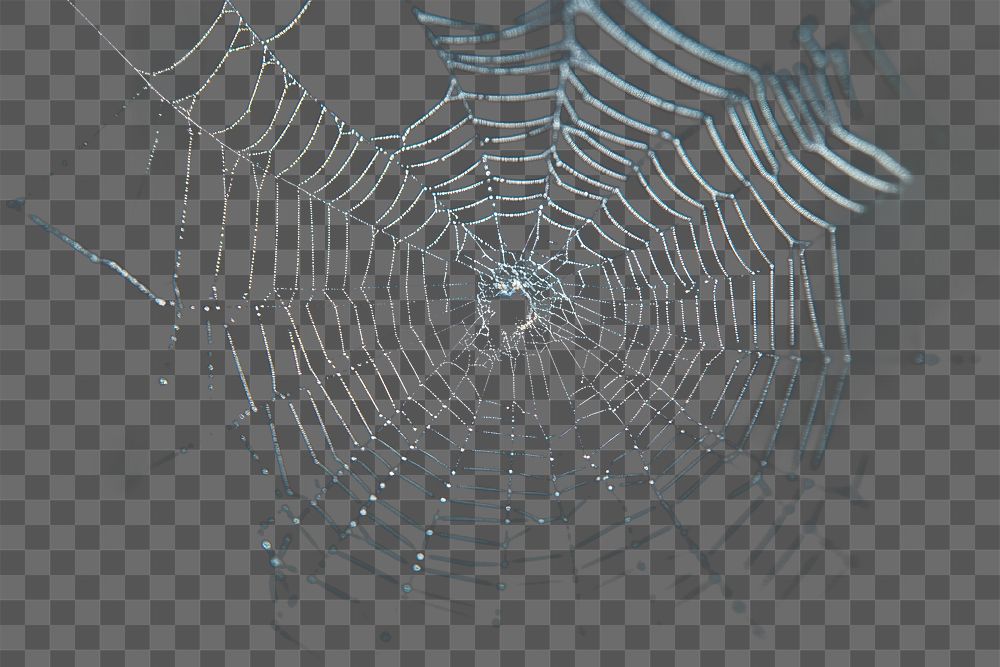 Real Spider web spider invertebrate spider web.