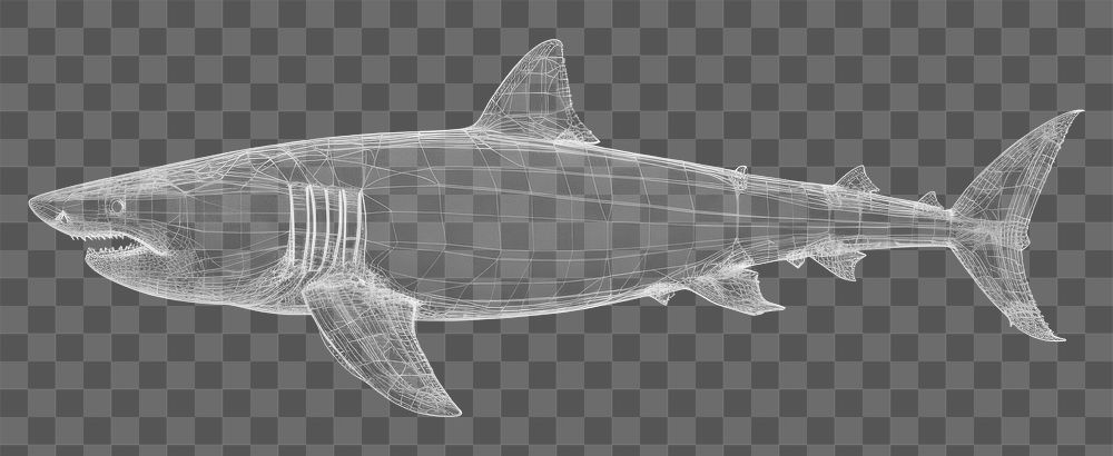 PNG  Shark diagram shark animal.