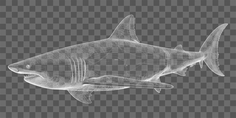 PNG  Shark shark diagram animal.