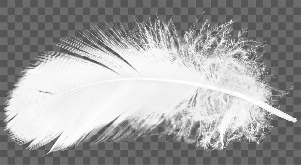 Bird feather png sticker,  transparent background