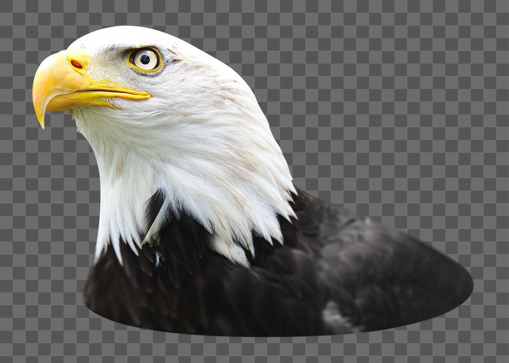 Bald eagle png sticker, transparent background