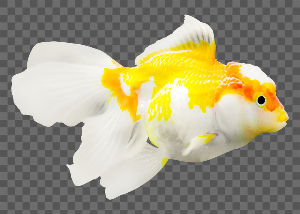 Goldfish  png sticker, transparent background