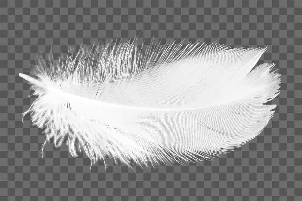 White feather png, transparent background