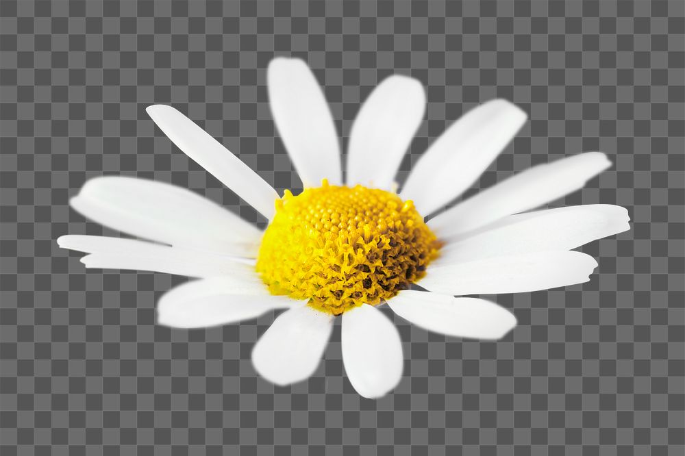 PNG daisy flower, collage element, transparent background