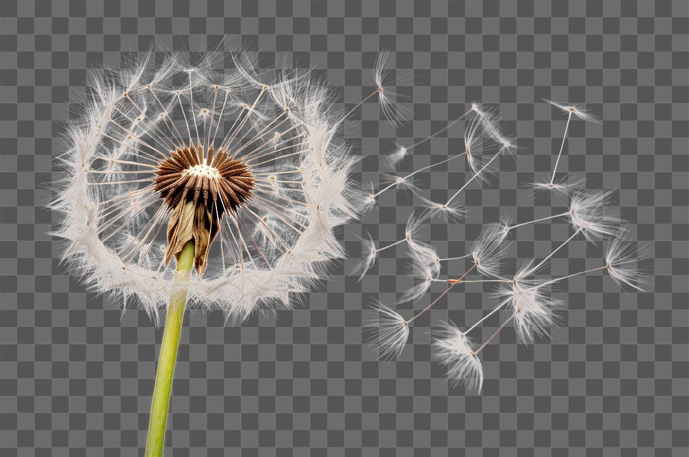 PNG Dandelion flower plant white. AI generated Image by rawpixel.