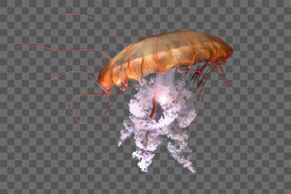 PNG Jellyfish, collage element, transparent background