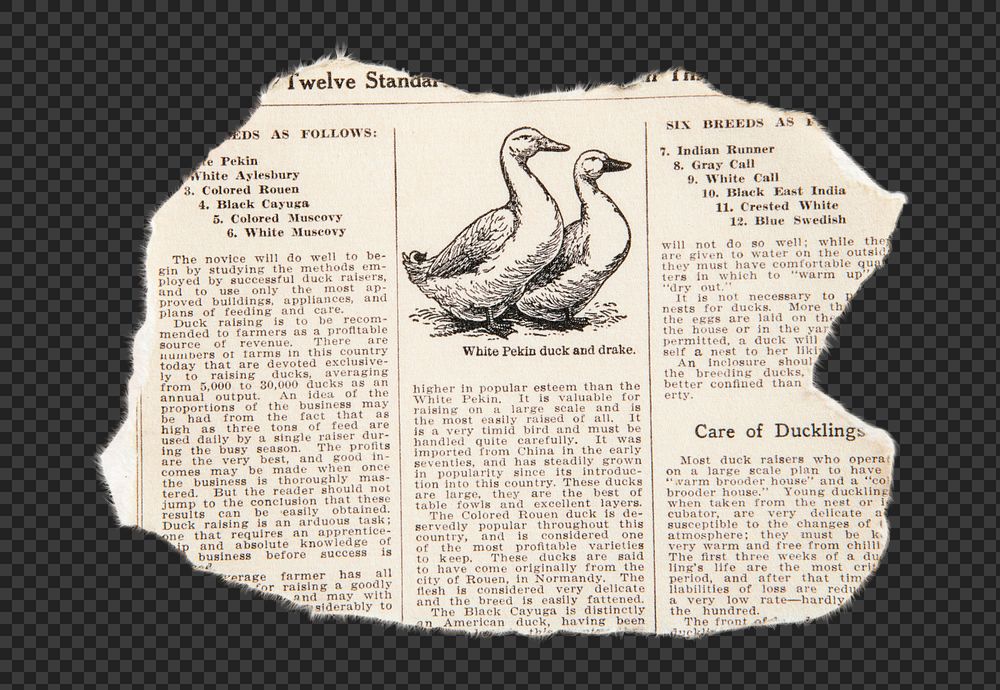 Vintage page png ephemera collage element, transparent background