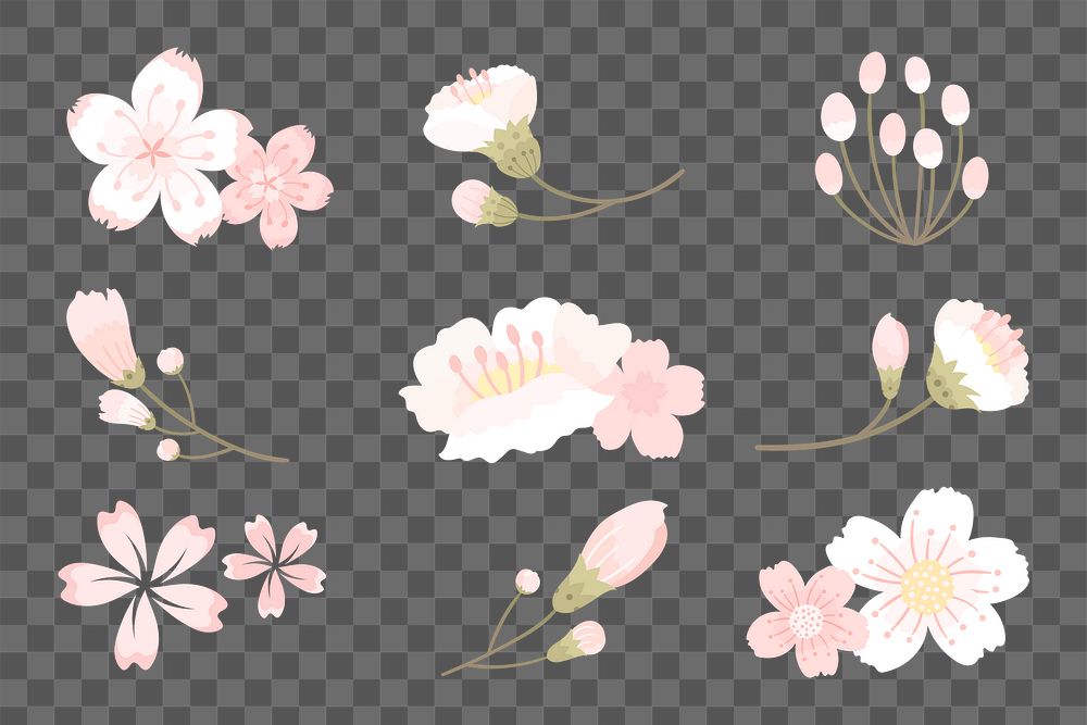 Png white sakura flower sticker element set