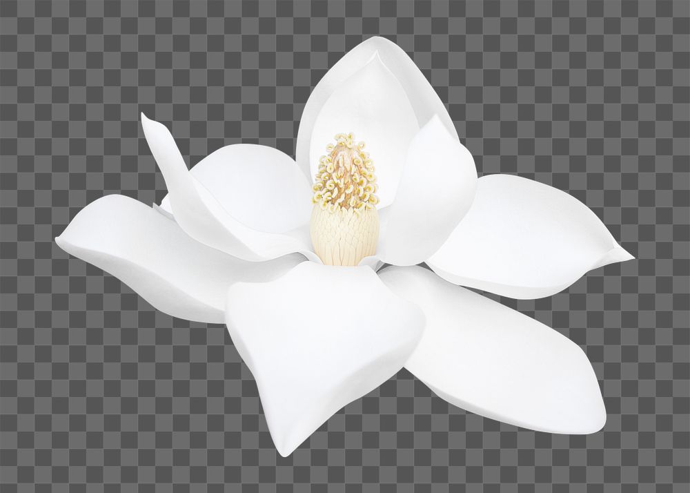 PNG white magnolia, flower clipart, transparent background