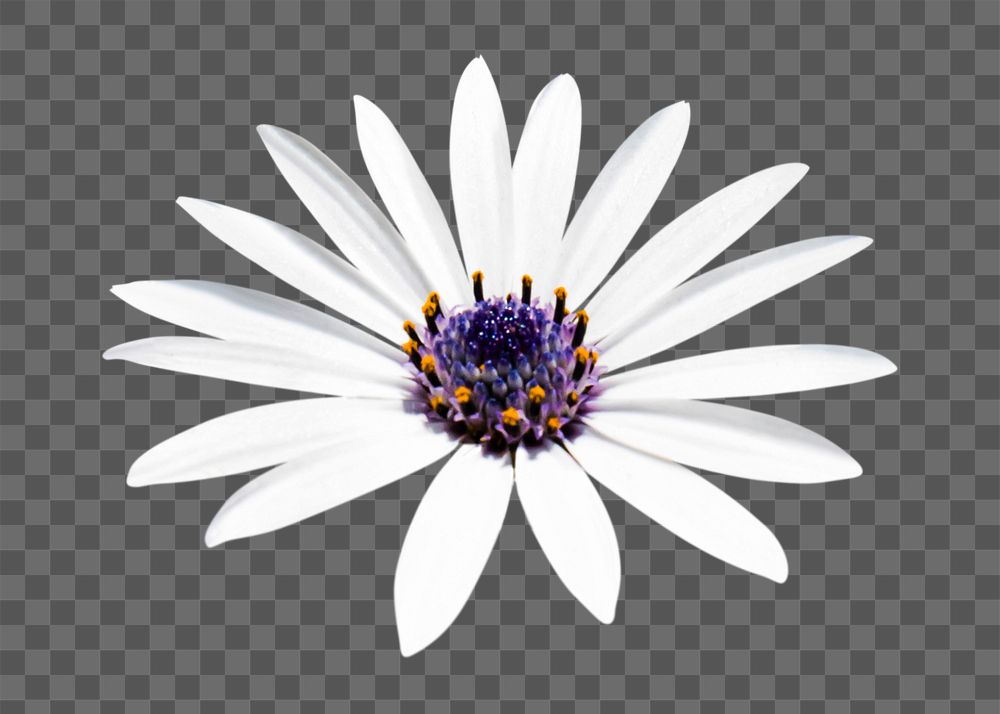 PNG white African daisy, flower clipart, transparent background