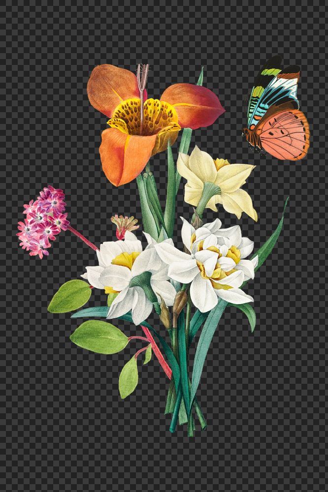 Mexican shell flower, botanical illustration, editable design