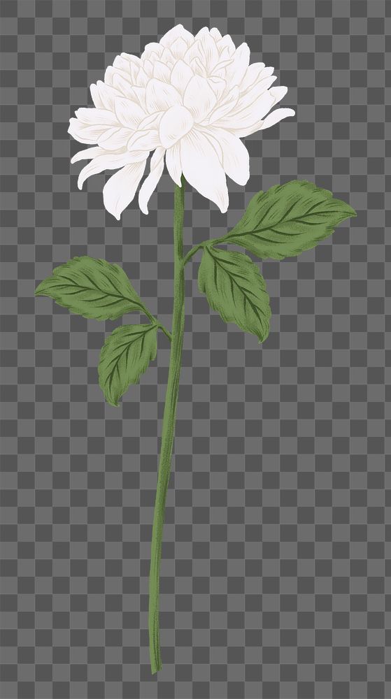 White chrysanthemum png flower sticker, transparent background