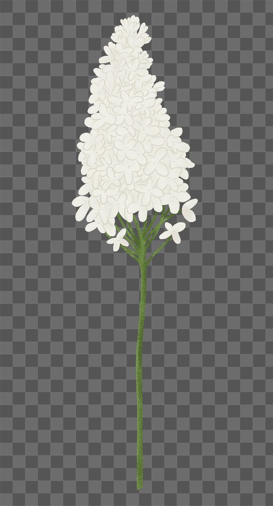 White lilac png flower sticker, transparent background