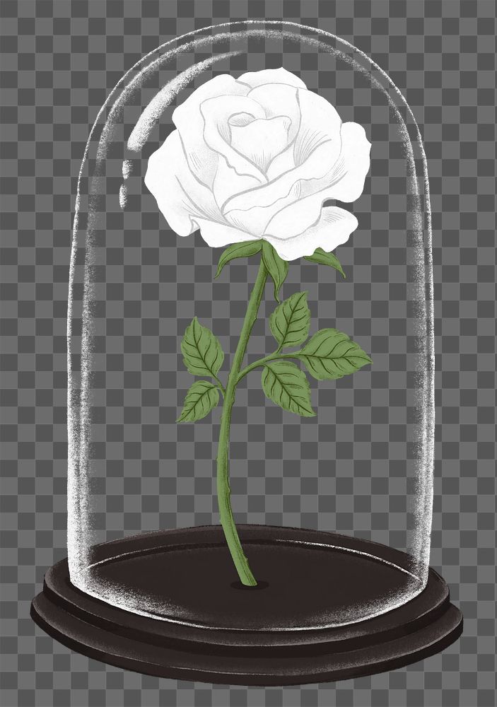 Valentine's gift png white rose in glass cloche sticker, transparent background