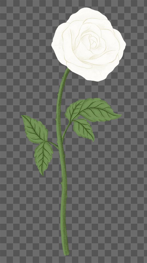 White rose png flower sticker, transparent background