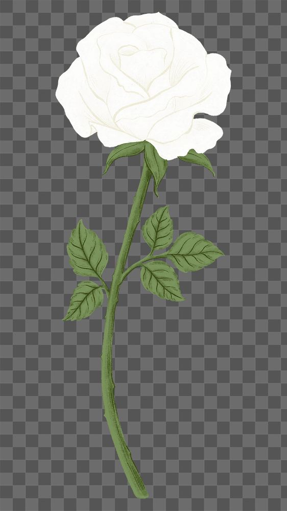 White rose png flower sticker, transparent background